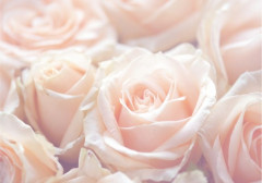 Фотообои Bellissimo "Нежные розы" В-014 1400х2000мм