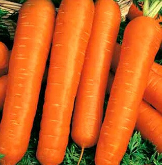 Морковь гранулир. Настена 300 шт. гель